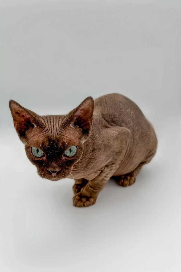Hairless Devon Rex Kitten with big blue eyes and wrinkled skin ready to play