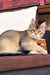 Calico cat relaxing on cozy brown cushion near Mia Golden Maine Coon Kitten