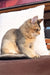 Cream and gray cat in profile, showcasing Mia the Golden Maine Coon Kitten