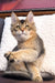 Fluffy calico cat lounging on a cozy white cushion next to Mia the Maine Coon kitten