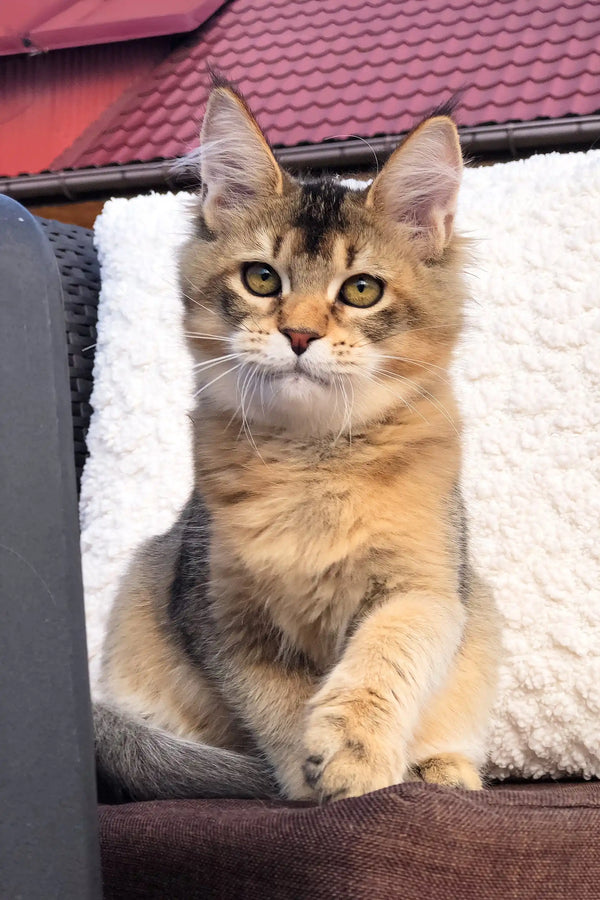 Fluffy calico cat with golden fur and alert eyes in Mia Golden Maine Coon Kitten product