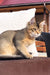 Golden Abyssinian cat showing off its ticked fur in Mia Golden Maine Coon Kitten