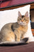 Somali cat with cream and gray fur lounging on a comfy cushion near Mia the kitten