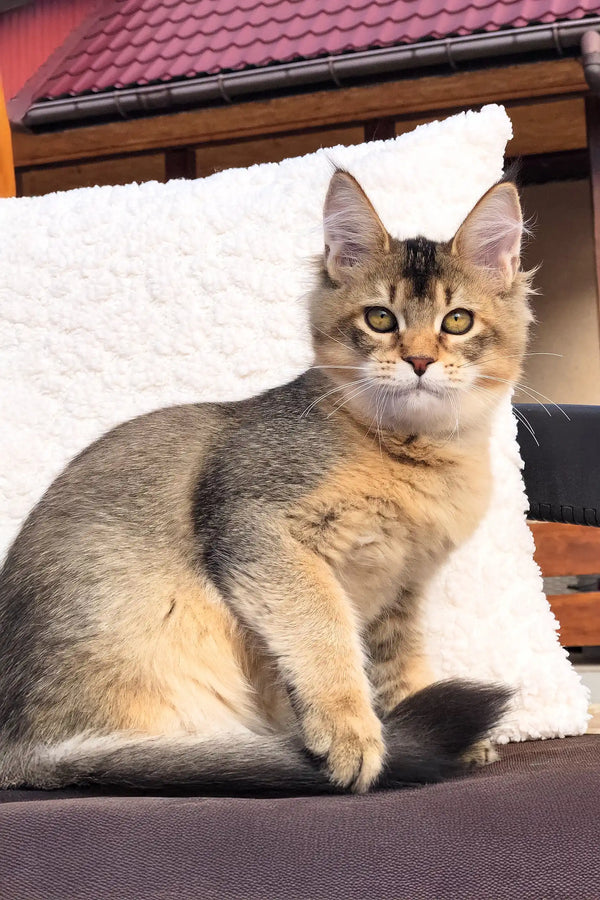 Somali cat with fawn ticked fur and alert ears on Mia Golden Maine Coon Kitten product