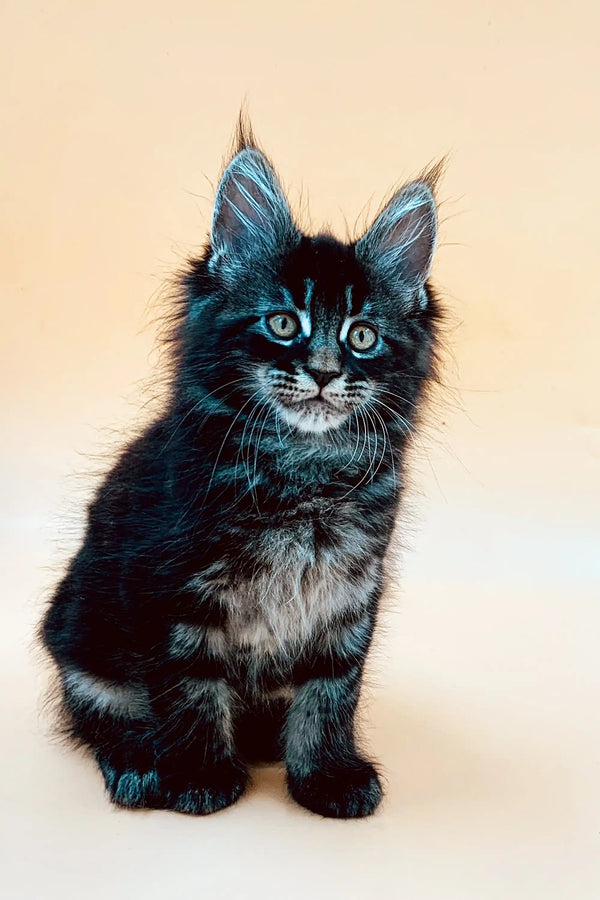 Cute Maine Coon kitten with fluffy fur and striking blue eyes, named Mia