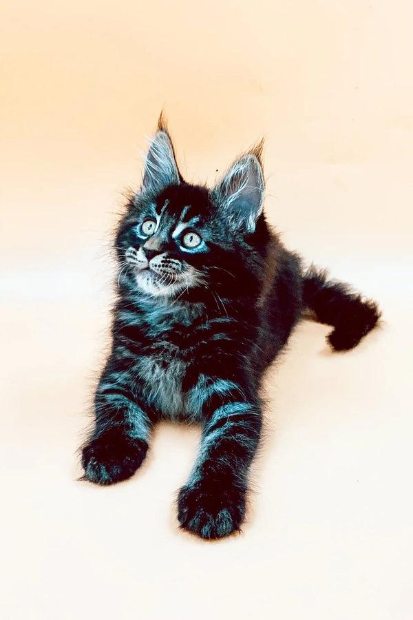Adorable Maine Coon kitten Mia with fluffy fur and stunning blue eyes