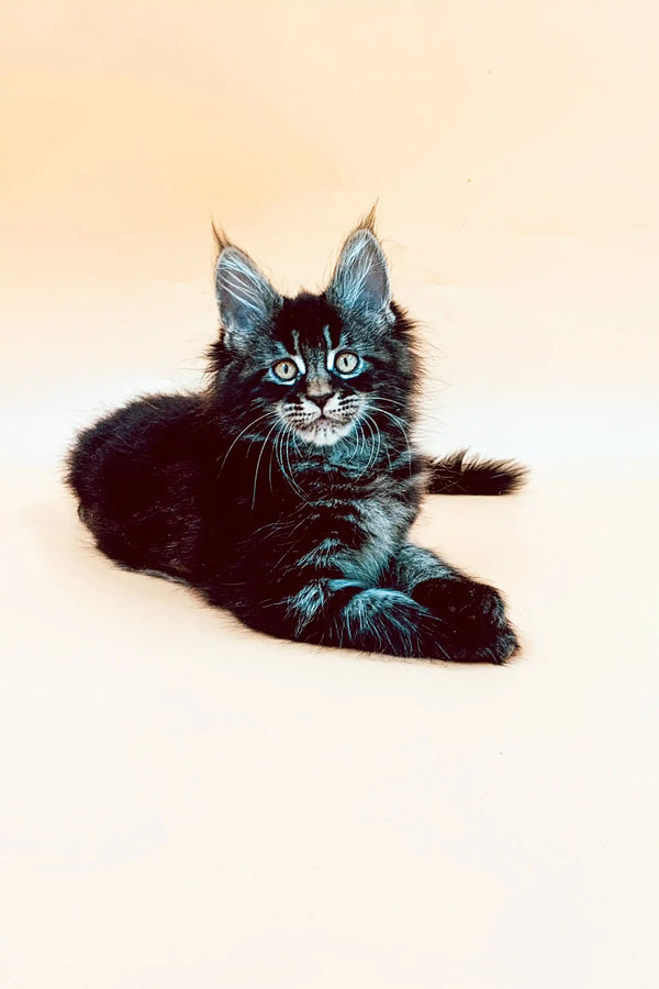 Maine Coon Kitten Mia with fluffy dark fur and striking blue eyes looking adorable