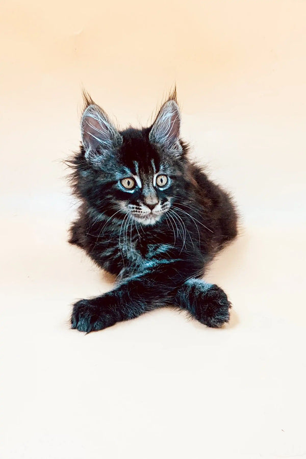 Maine Coon kitten Mia with fluffy fur and bright blue eyes ready for adoption