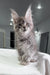 Fluffy gray Maine Coon kitten, Mia, the adorable Polydactyl cutie