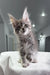 Fluffy gray Maine Coon kitten, Mia, perfect for cat lovers and pet enthusiasts