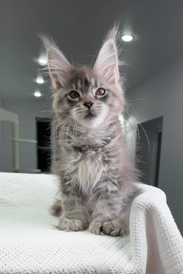 Gray Maine Coon kitten featured in the Mia Polydactyl Maine Coon product line