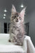 Adorable Gray Maine Coon kitten named Mia, showcasing her polydactyl charm