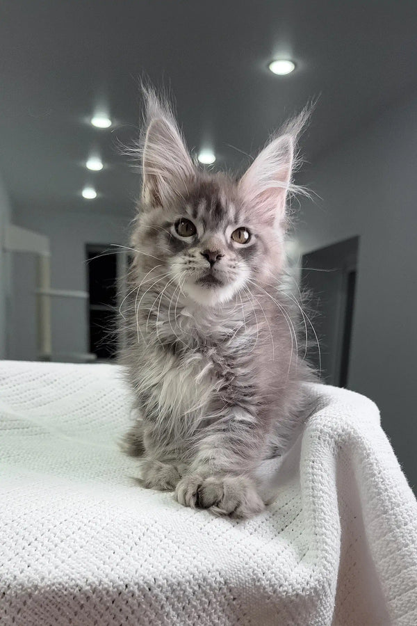 Gray Maine Coon kitten with polydactyl features in the Mia design