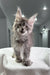 Cute Gray Maine Coon kitten in the Mia Polydactyl Maine Coon product display