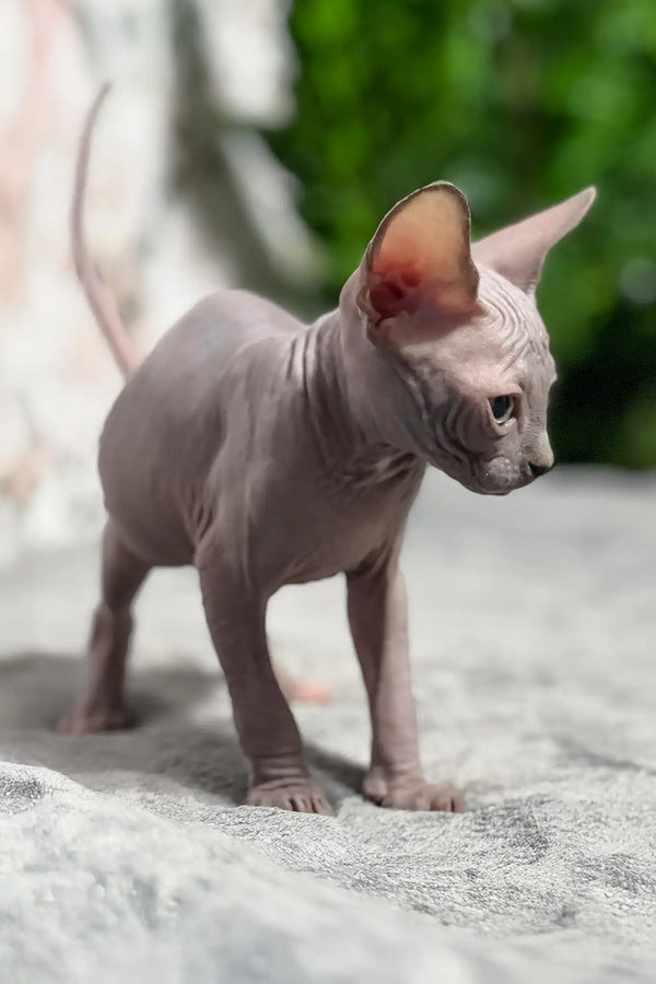 Mia | sphynx kitten