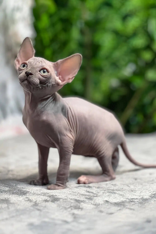 Mia | sphynx kitten