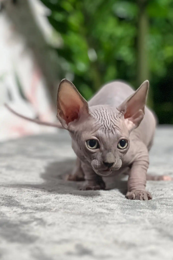 Mia | sphynx kitten