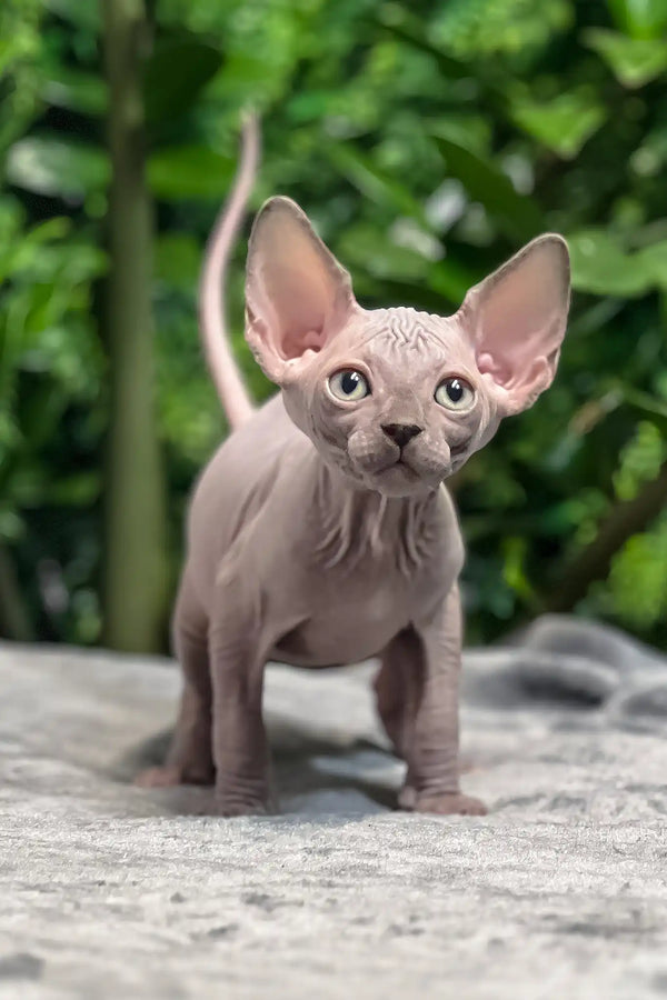 Mia | sphynx kitten
