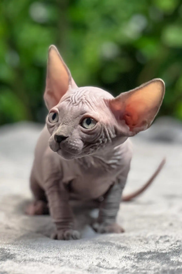Mia | sphynx kitten