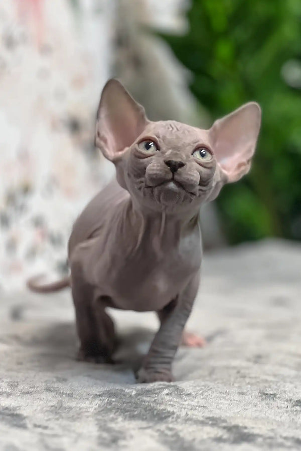 Mia | sphynx kitten