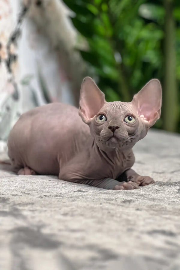 Mia | sphynx kitten