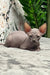 Mia | sphynx kitten