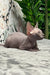 Mia | sphynx kitten