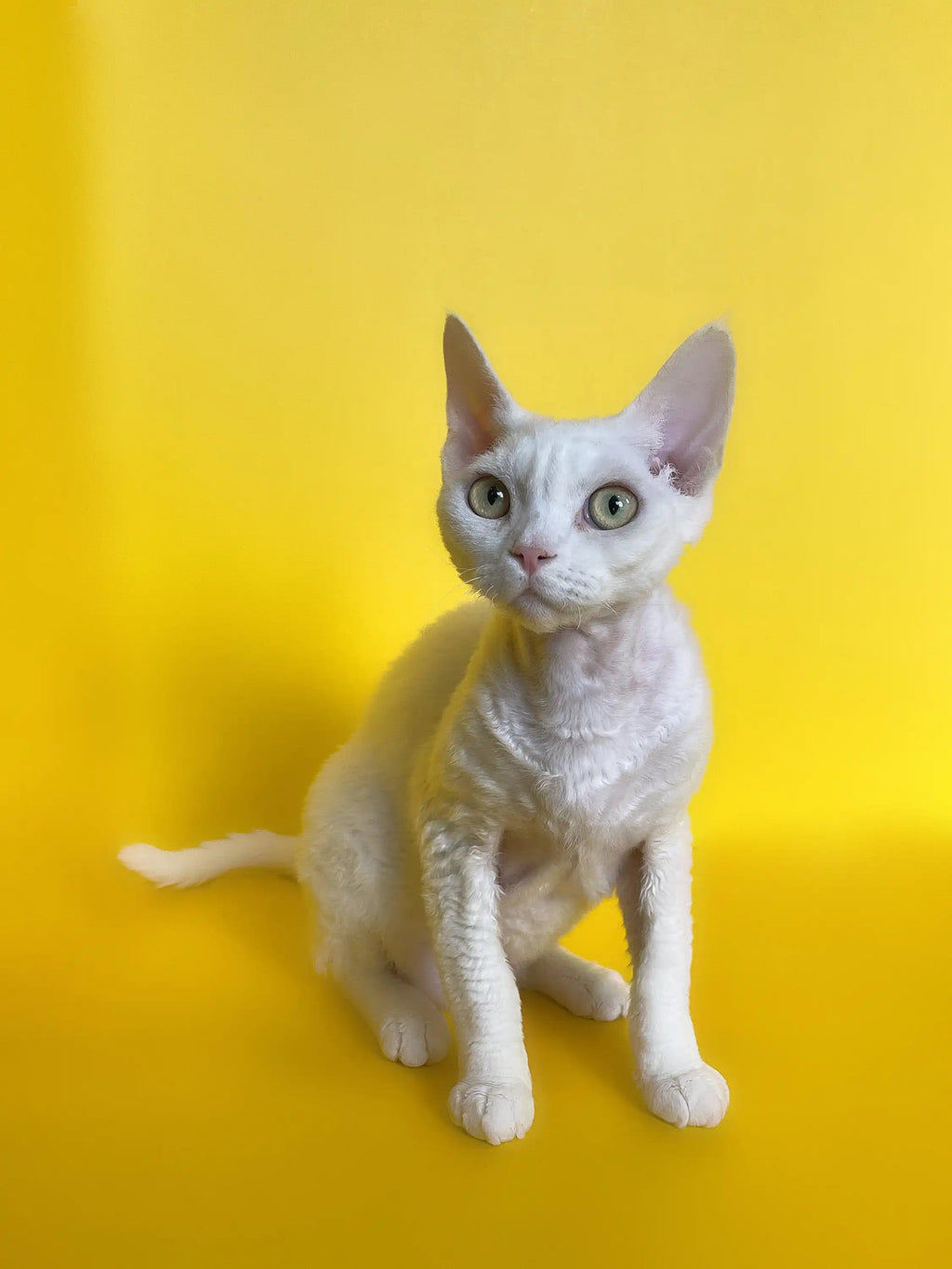 Devon Rex Kittens & Cats For Sale Michael | Kitten