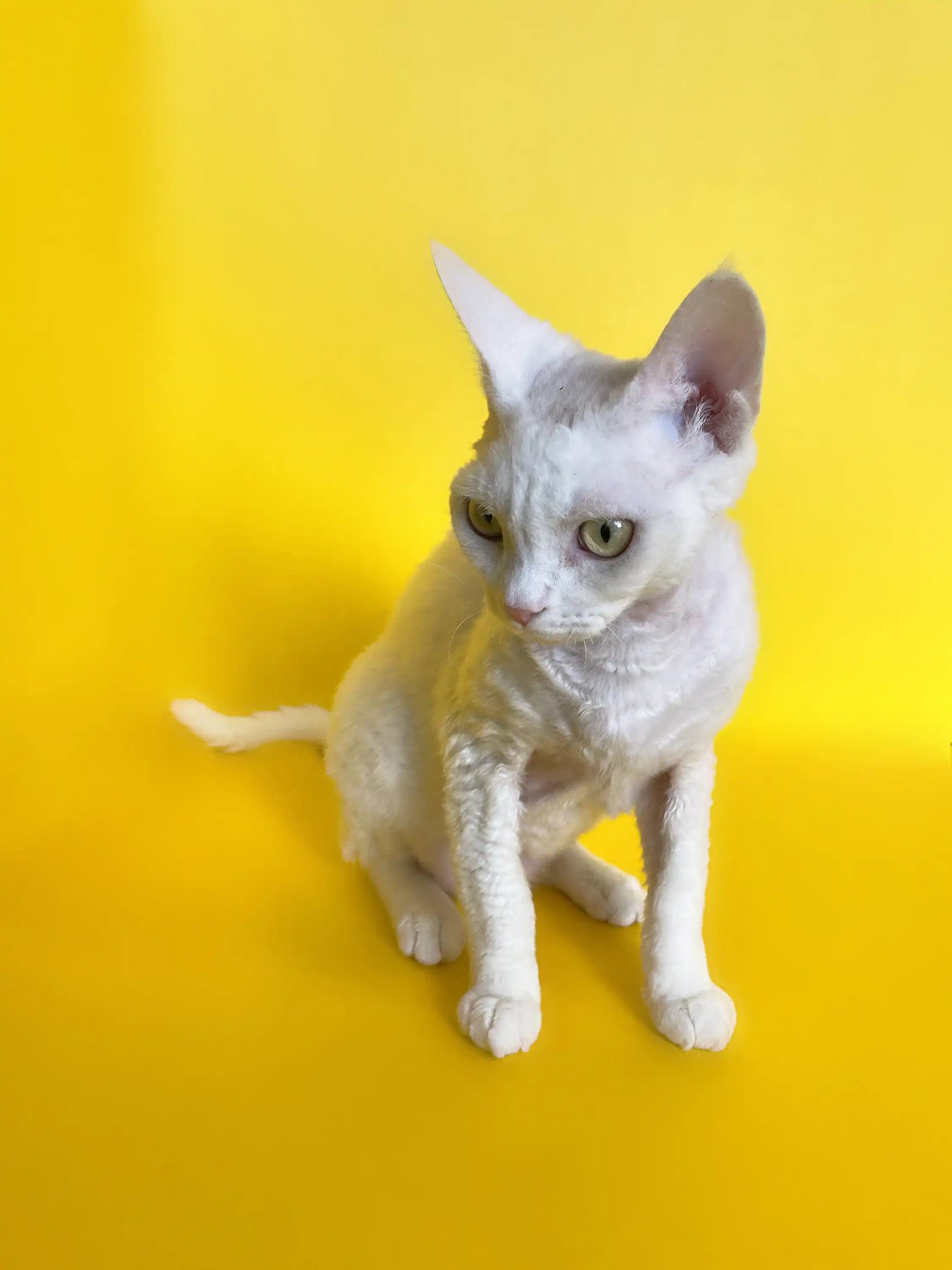 Devon Rex Kittens & Cats For Sale Michael | Kitten