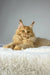 Cream-colored Maine Coon cat named Michael relaxing on soft white fur