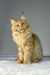 Cream-colored Maine Coon kitten with long fluffy fur sitting upright named Michael