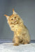 Fluffy cream-colored Maine Coon kitten named Michael with pointed ears and a happy look