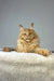 Fluffy ginger Maine Coon cat chilling on white fur in Michael the Maine Coon Kitten