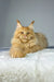 Fluffy orange Maine Coon cat named Michael lounging happily as a Maine Coon kitten