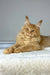 Fluffy golden-brown Maine Coon cat chilling on white fabric for Michael Maine Coon Kitten