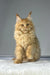 Majestic cream Maine Coon kitten Michael with fluffy fur and pointed ear tufts