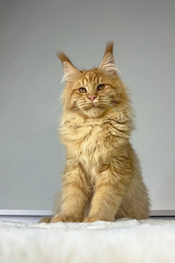 Majestic ginger Maine Coon cat with fluffy fur in Michael Maine Coon Kitten product