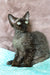Mickey | devon rex kitten
