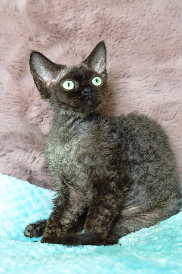 Mickey | devon rex kitten