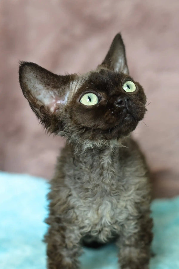 Mickey | devon rex kitten