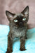 Mickey | devon rex kitten