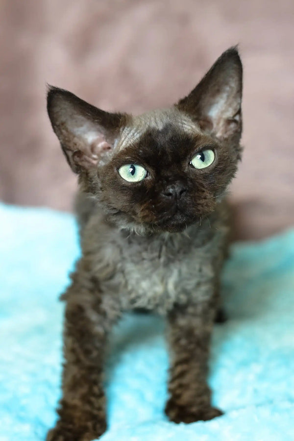 Mickey | devon rex kitten