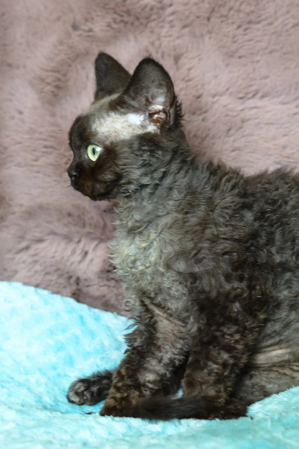 Mickey | devon rex kitten