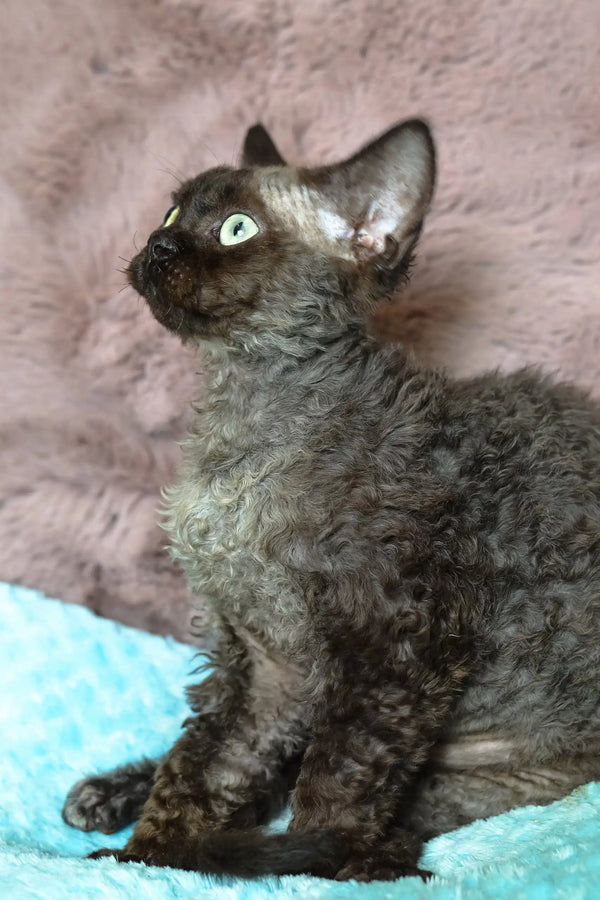 Mickey | devon rex kitten