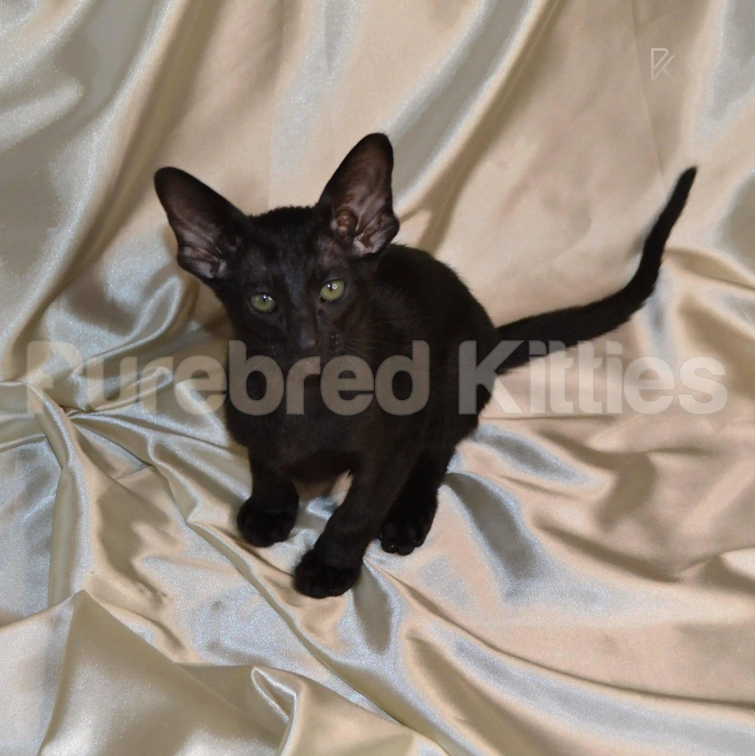 Oriental Kittens For Sale Mikasa ♀ Kitten | 4 Months Old |