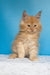 Mike | maine coon kitten