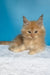 Mike | maine coon kitten