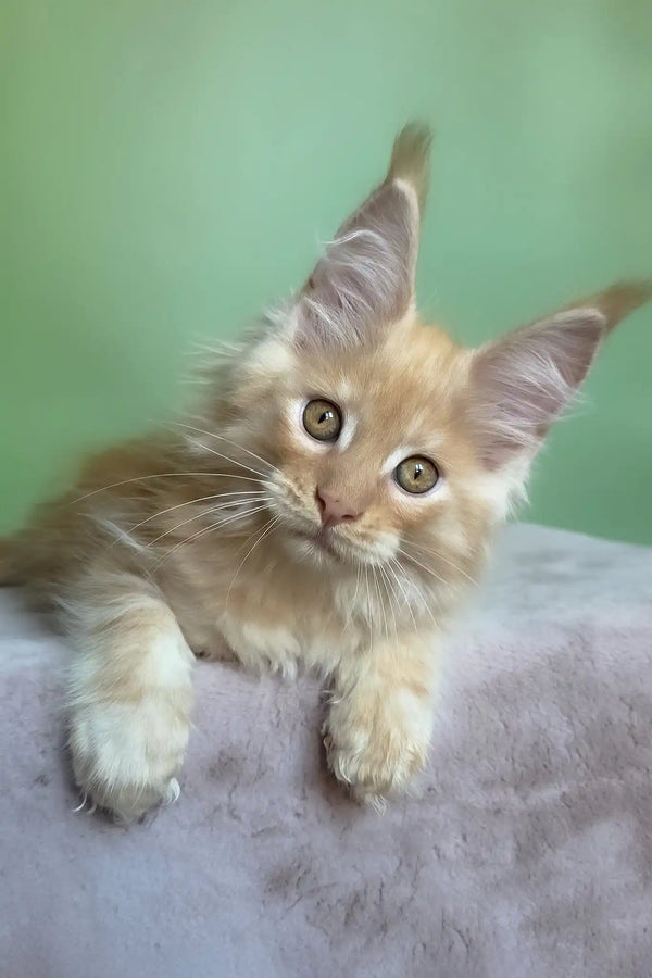 Mike | maine coon kitten