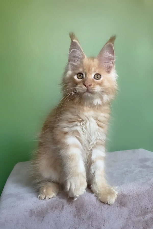 Mike | maine coon kitten
