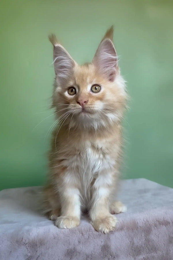 Mike | maine coon kitten